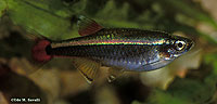 White Cloud Mountain Minnow