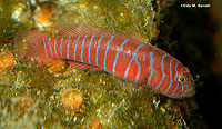 Zebra Goby