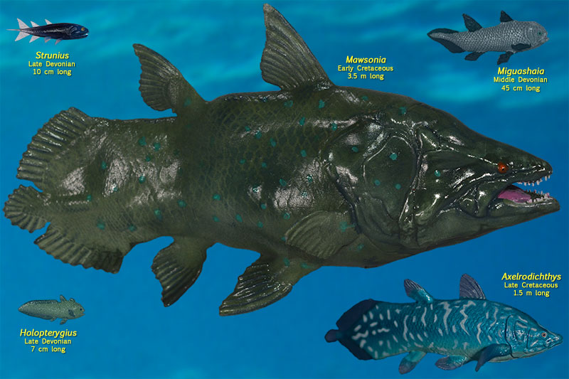 BIO370-Lobe-finned Fishes