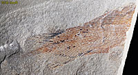 Cardiosuctor Fossil