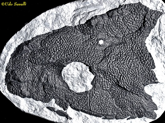 Ichthyostega Skull