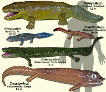 BasalTetrapod models