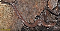 Garden Slender Salamander