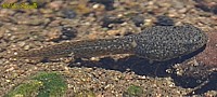 Bullfrog Tadpole