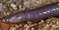 Caecilian Head