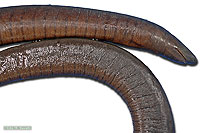 Caecilian specimen