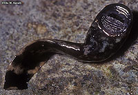 Tailed Frog Tadpole