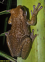 Veined Treefrog