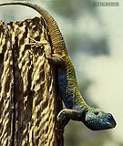 Blue-headed Tree Agama