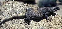 Chuckwalla