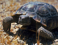 Desert Tortoise