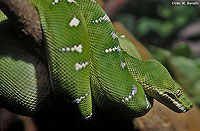 Emerald Tree Boa