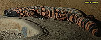 Gila Monster