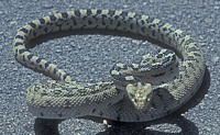 Gopher Snake