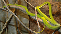 Green Mamba