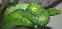 Green Tree Python