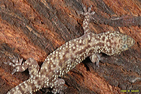 Medit. House Gecko