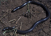 Lineolate Blind Snake