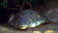 Nile Crocodile