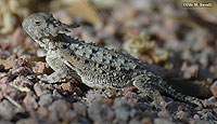 Regal Horned Lizard