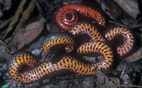 Ringneck Snake