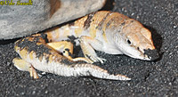 Western Skink