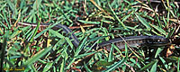 Serpentiform Skink