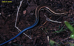 Western Skink