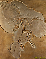 Archaeopteryx fossil