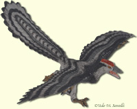 Archaeopteryx model