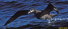 Black-footed Albatross