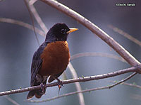 American Robin