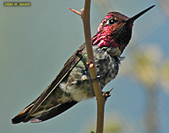 Anna's Hummer