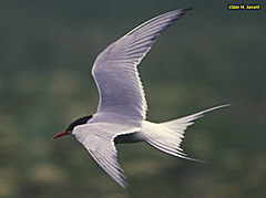 Arctic Tern