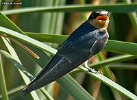 Barn Swallow