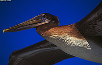 Brown Pelican