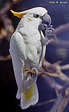 Cockatoo