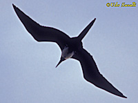 Magnif Frigatebird