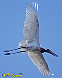 Jabiru