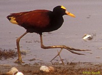 Northern Jacana