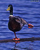 Mallard