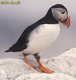 Puffin