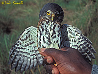 Red-chested Owlet