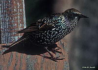 Starling