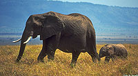 African Elephants