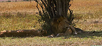 African Lions