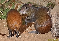 Agouti