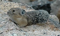 American Pika