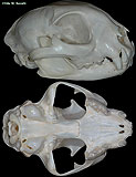 Bobcat Skull