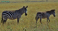 Burchells Zebras